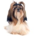 Shih Tzu small dog breed