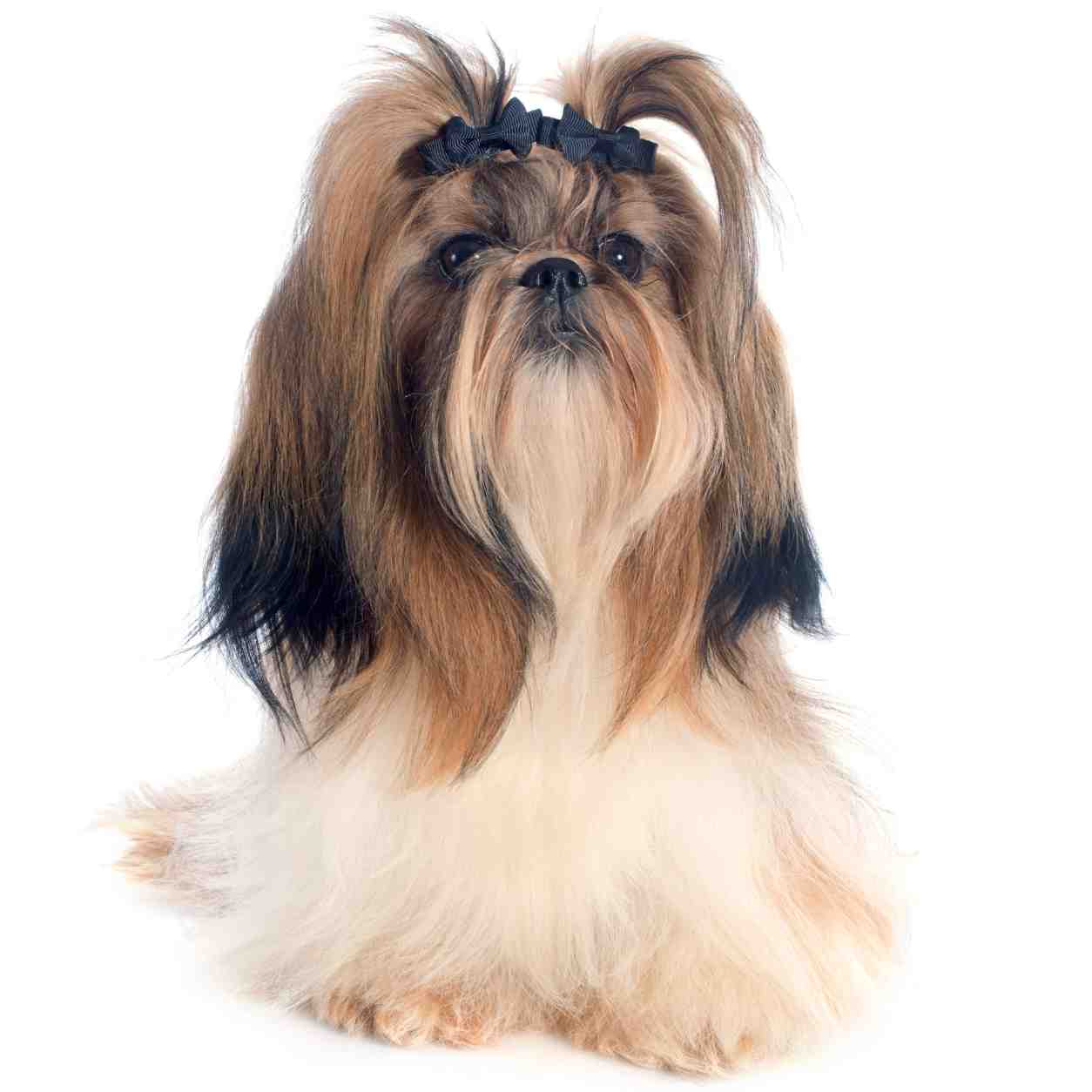 Shih Tzu small dog breed