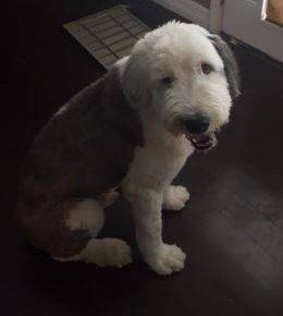 Old English Sheepdog For Adoption in Houston 2