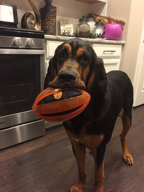 Laney Purebred Bloodhound For Adoption Apex North Carolina