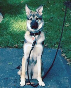 German shepherd dog rehomed in brantford ontario