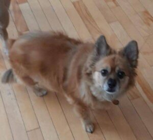 Pomchi named Tait rehomed in Calgary AB