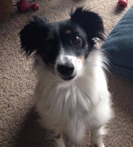 sami papillon dog looks at camera - dog rehomed by seattle pet rehoming network