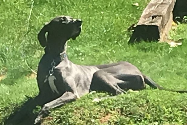 Blu Great Dane dog for adoption in Cincinnati area