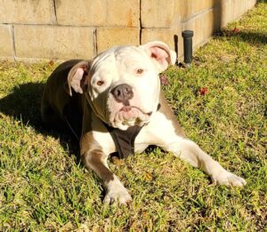 Charlotte, an adorable Runt American Bully dog for adoption in Anaheim, CA, lays on a lawn looking directly into the camera.