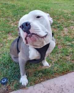 Charlotte, an adorable Runt American Bully dog for adoption in Anaheim, CA, sits on a lawn looking off to the right.