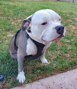 Charlotte, an adorable Runt American Bully dog for adoption in Anaheim, CA, sits on a lawn looking off to the left.