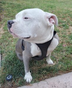 Charlotte, an adorable Runt American Bully dog for adoption in Anaheim, CA, sits on a lawn looking off to the right.