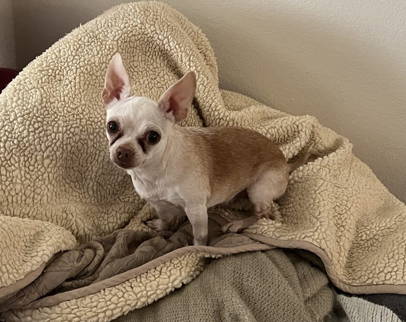 Fawn chihuahua for adoption in phoenix az