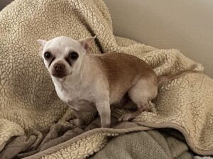 Fawn Chihuahua for adoption in phoenix az