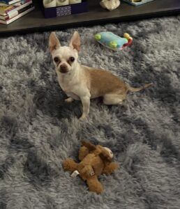 Fawn chihuahua surrounded by squeaky toys.