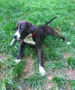 Labrador Retriever Pitbull Mix Dog For Adoption in Asheville NC