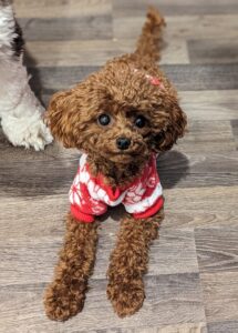 Apricot Toy Poodle For Adoption in Edmonton AB