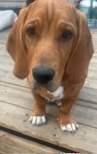 Bassador (Basset Hound Labrador Retriever Mix) Puppy for Adoption in Calgary, AB