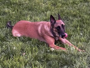 Mac, a gentle and loving belgian malinois for adoption in charlotte nc