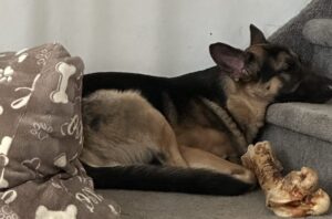 Zeus, a black and tan german shepherd dog for adoption in philadelphia pa