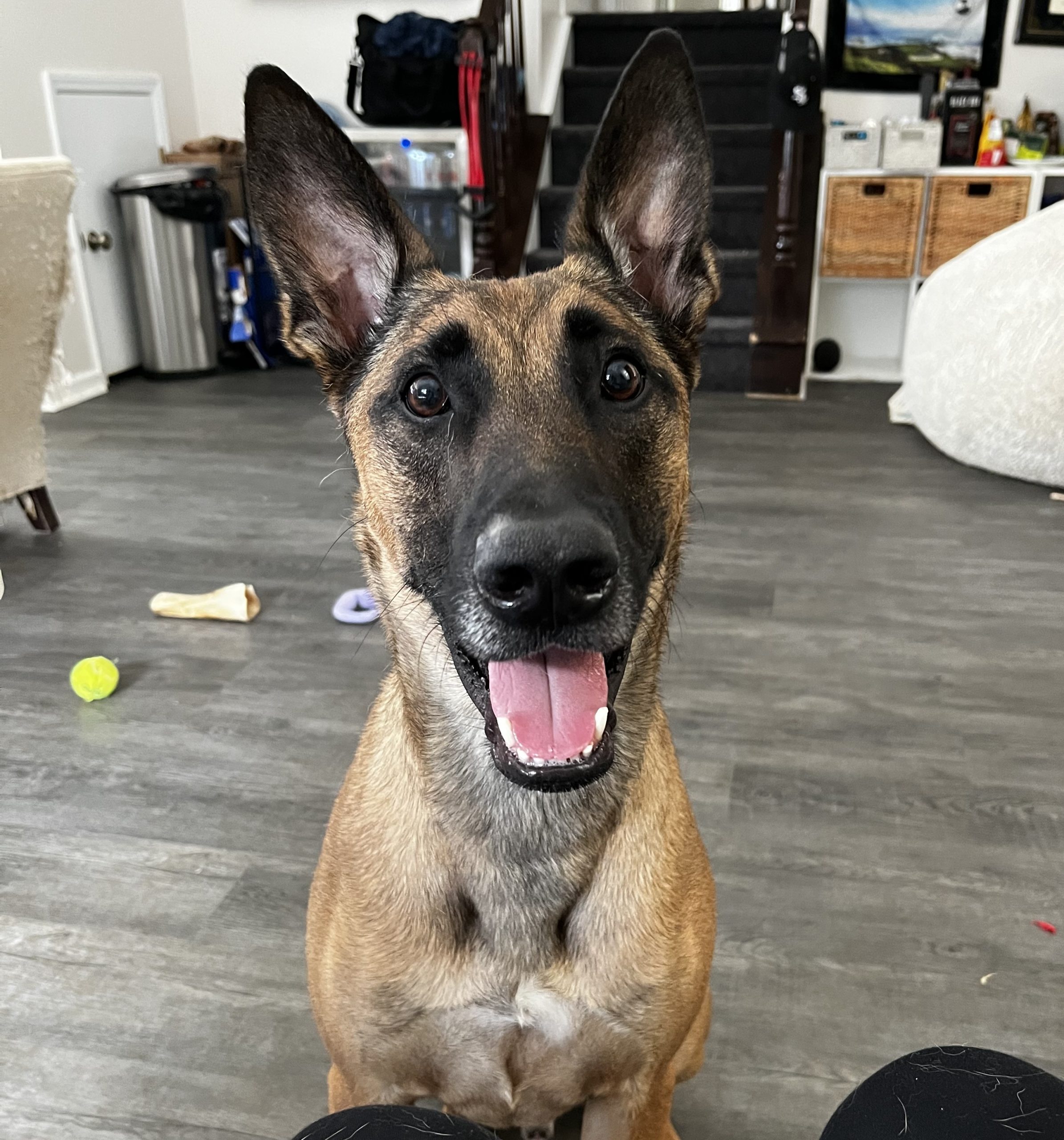 Mac, a gentle and loving belgian malinois for adoption in charlotte nc