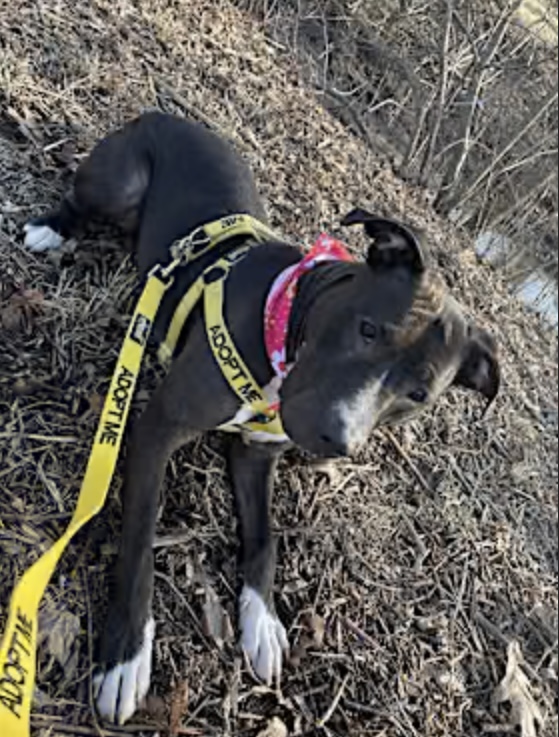 cyrus, a female american pit bull terrier pitbull dog for adoption in Indianapolis Indiana