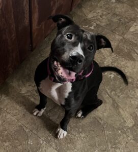 cyrus, a female american pit bull terrier pitbull dog for adoption in Indianapolis Indiana