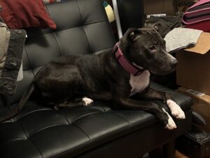 cyrus, a female american pit bull terrier pitbull dog for adoption in Indianapolis Indiana