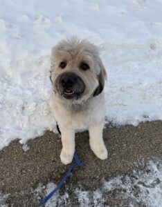 Chewy, a Bouvier des flandres, labrador retriever, great pyrenees, saint bernard mix dog for adoption in edmonton (sherwood park) ab.