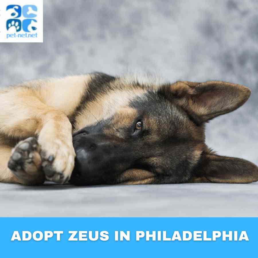 Zeus, a black and tan german shepherd dog for adoption in philadelphia pa