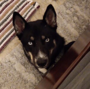 Baldr is a blue eyed australian shepherd siberian husky mix dog for adoption in houston texas