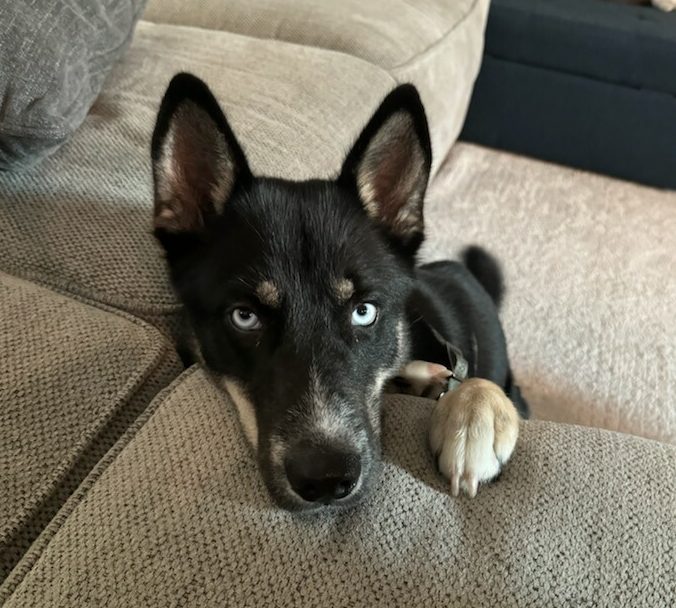 Baldr, a bkue eyed Australian Shepherd Siberian Husky mix dog for adoption in Houston