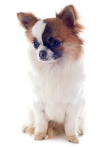 Long Coat Chihuahua dog