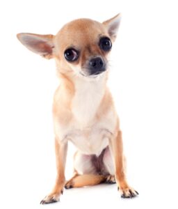 Smooth coat chihuahua