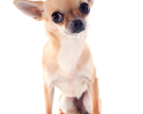 Smooth coat chihuahua