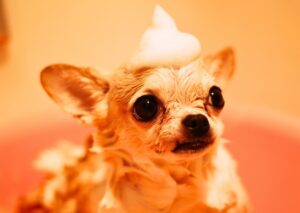 Chihuahua having a bath.