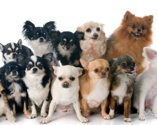 Group of different types of chihuahua dogs