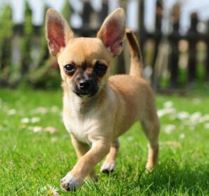 Chihuahua playing in it's backyard.