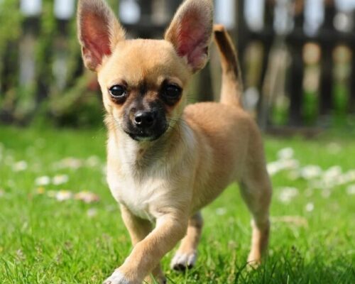 Chihuahua playing in it's backyard.