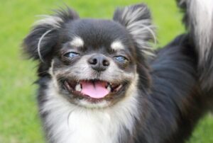 Black and tan longhair chihuahua with goofy grin.