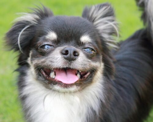 Black and tan longhair chihuahua with goofy grin.