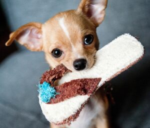 Cute chihuahua puppy with slipper in his mouth