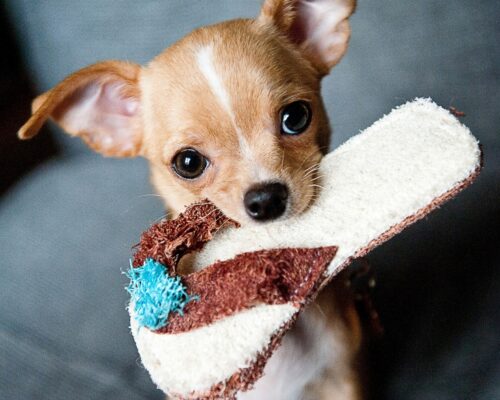Cute chihuahua puppy with slipper in his mouth