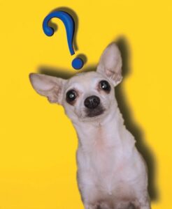 Chihuahua with question mark over head.