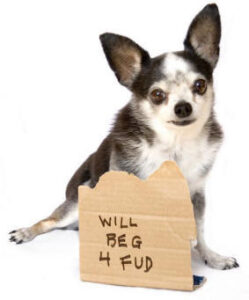 Chihuahua holding sign will beg 4 food