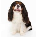 Cavalier King Charles Spaniel small dog breed