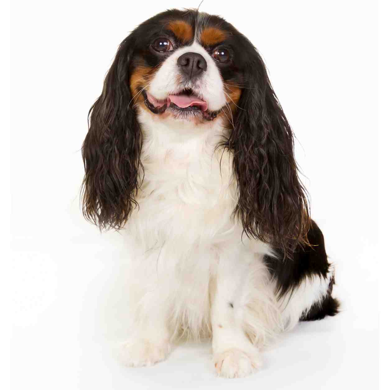 Cavalier King Charles Spaniel small dog breed