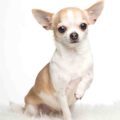 chihuahua small dog breed thumbnail