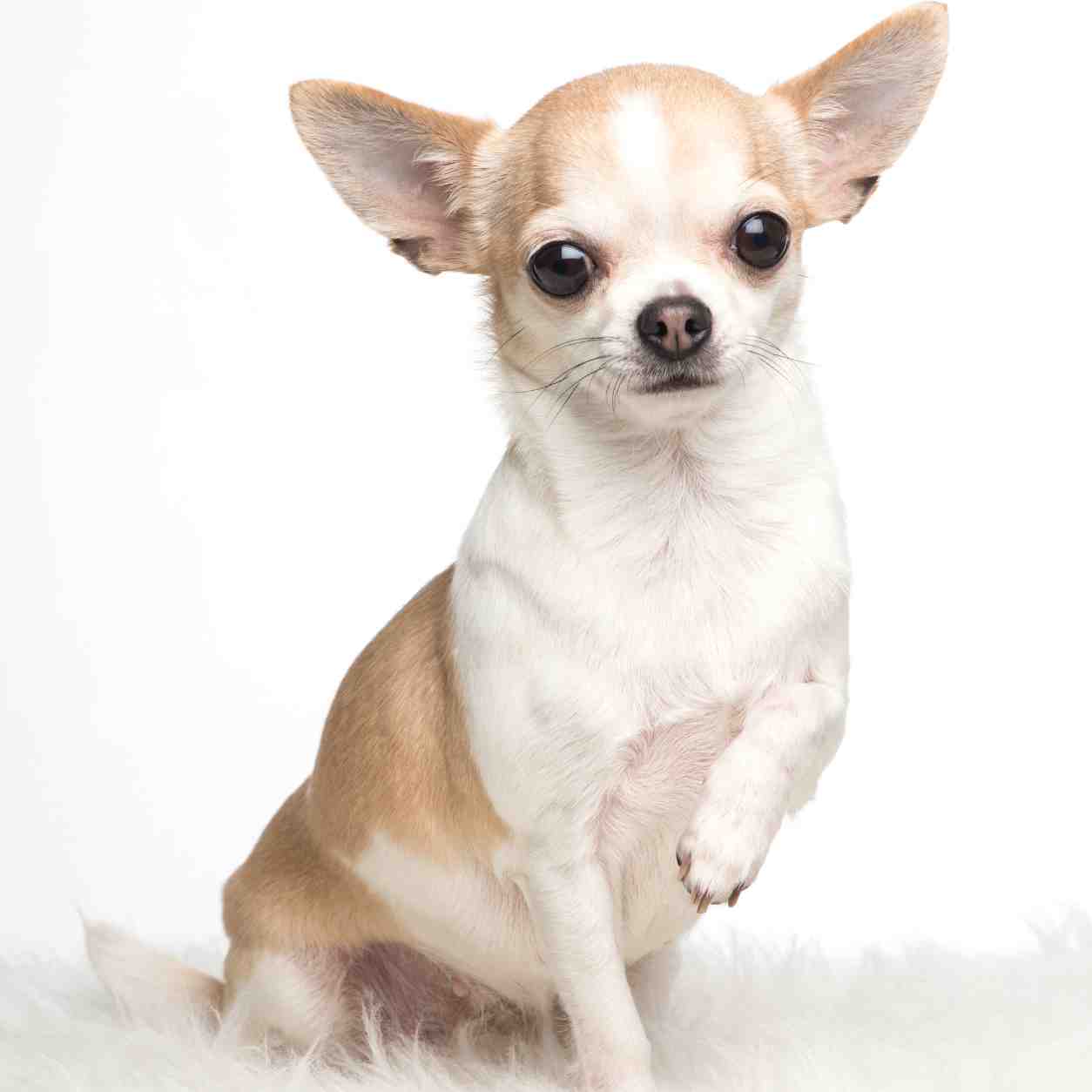 Chihuahua small dog breed thumbnail
