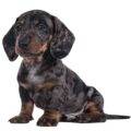 Dachshund small dog breed