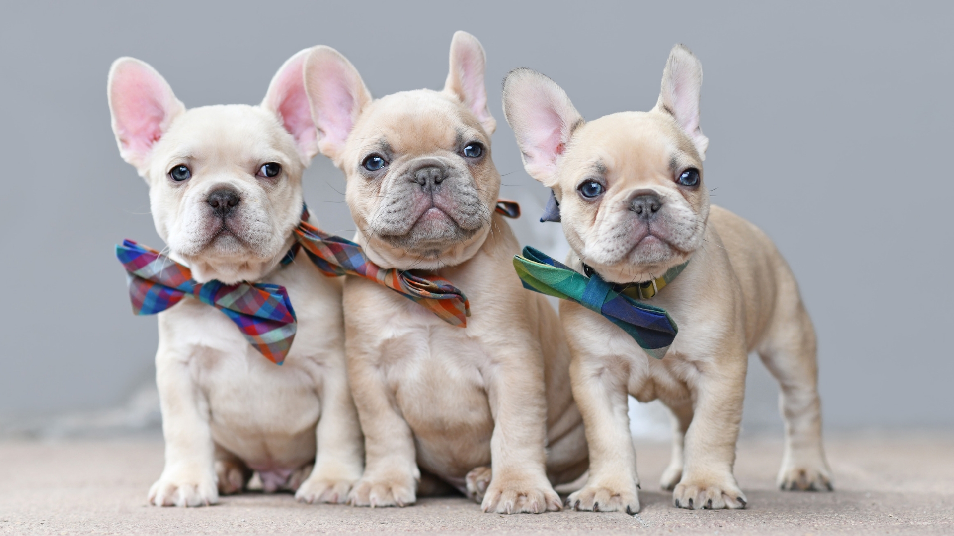 French Bulldog dog sitting outdoors looking alert