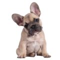 French Bulldog small dog breed