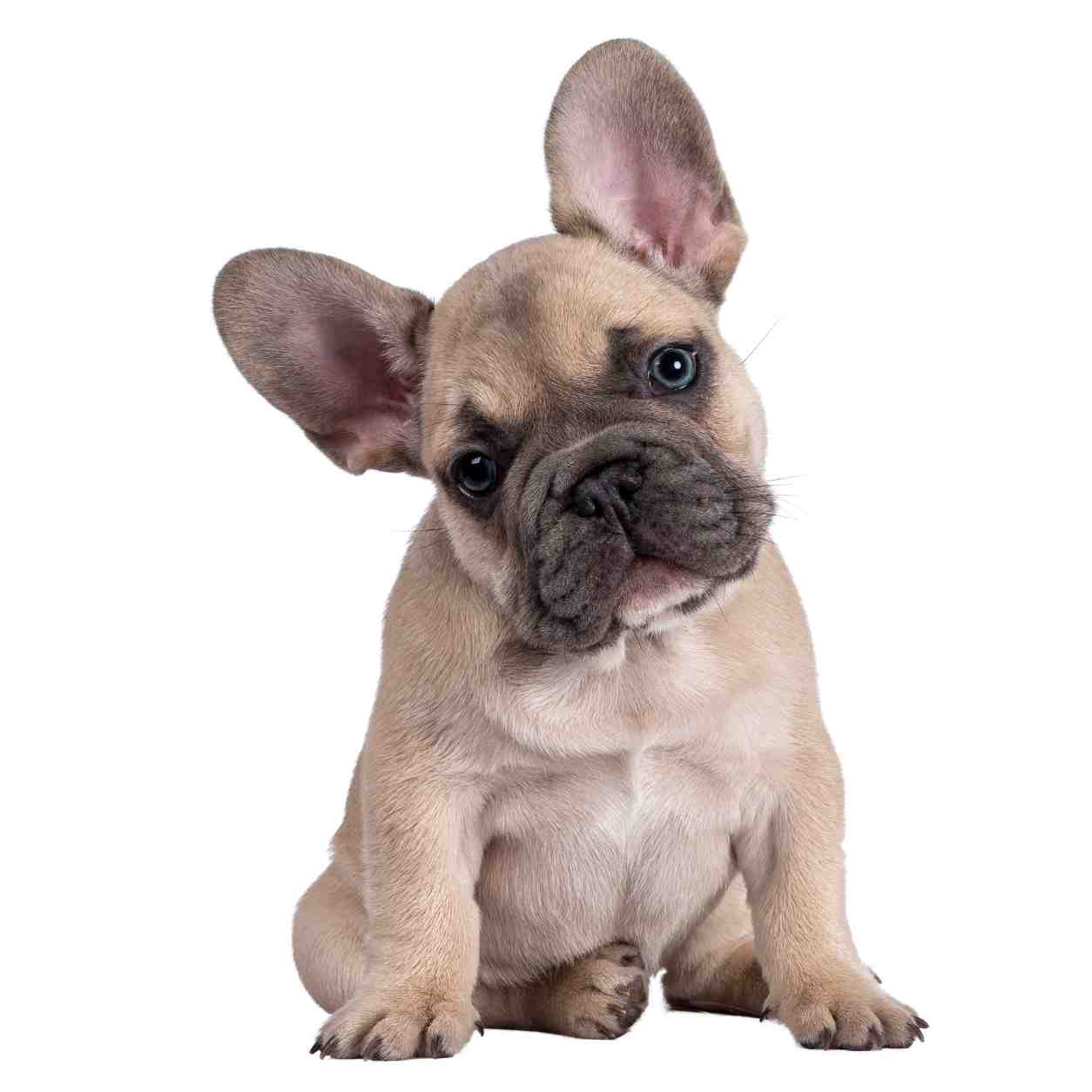 French Bulldog small dog breed