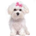 Maltese small dog breed
